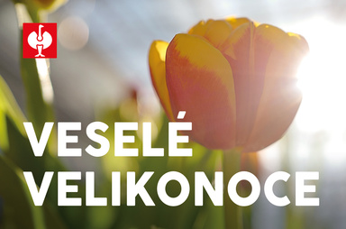 Gutscheinmotiv im Design Frohe Ostern Tulpe